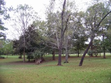 Willis Home grounds